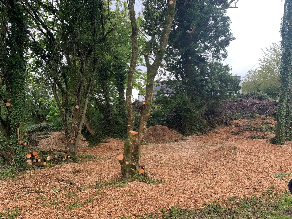 Tidying the woodland at the school woods, April 2019